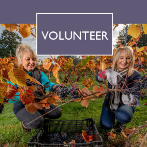 Volunteering